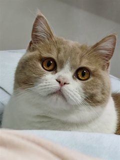 Kuku the cat, Yuanzhi Liang's post-training advisor